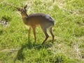 Kirk`s dik-dik standing on grass