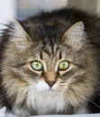 Female kitten of siberian breed, brown white tabby