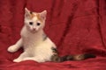 Female kitten three colors