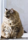 female kitten at the window, brown siberian cat Royalty Free Stock Photo
