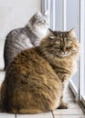 Beauty cats looking outdoor in the garden, siberian purebred