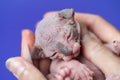 Female kitty of Canadian Hairless Sphynx of blue and white color two weeks old with closed eyes