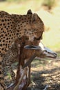 Female and kitty of cheetah Acinonyx jubatus are eating young springbok Antidorcas marsupialis, mother holding the head of Royalty Free Stock Photo