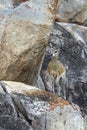 Female Klipspringer - Namibia