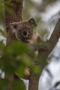 Female Koala sitting in the fork of a tree Royalty Free Stock Photo