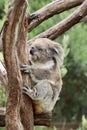 Female koala Royalty Free Stock Photo