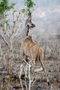 Female Kudu