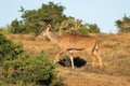 Female Kudu