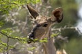 Female kudu