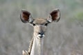 Female kudu