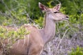 A female kudu