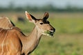 Female kudu antelope Royalty Free Stock Photo