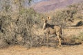 Female Kudu antelope Royalty Free Stock Photo