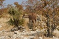 Female Kudu antelope feeding on bush Royalty Free Stock Photo