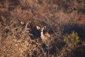 Female kudu antelope hide in the bush Royalty Free Stock Photo