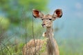 Female kudu antelope - Kruger National Park Royalty Free Stock Photo