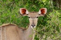 Female kudu antelope - Kruger National Park Royalty Free Stock Photo