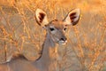 Female kudu antelope, Kruger National Park, South Africa Royalty Free Stock Photo