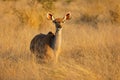 Female kudu antelope - Kruger National Park Royalty Free Stock Photo