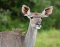 Female Kudu Antelope Royalty Free Stock Photo