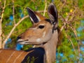 Female kudu antelope