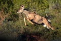 Female Kudu antelope on the move