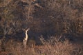 Female kudu antelope stand in the bush Royalty Free Stock Photo