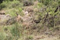 Female kudu antelopes grazing in the bush, Kruger National Park, South Africa. Royalty Free Stock Photo