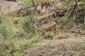 Female kudu antelopes grazing in the bush, Kruger National Park, South Africa. Royalty Free Stock Photo