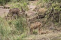 Female kudu antelopes grazing in the bush, Kruger National Park, South Africa. Royalty Free Stock Photo