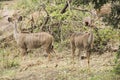 Female kudu antelopes grazing in the bush, Kruger National Park, South Africa. Royalty Free Stock Photo