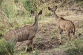 Female kudu antelopes grazing in the bush, Kruger National Park, South Africa. Royalty Free Stock Photo