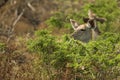 Female kudu browsing