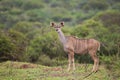 Female Kudu buck in South Africa