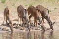 Female kudu drinking
