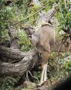 A female kudu grazing in the bush, Kruger National Park, South Africa. Royalty Free Stock Photo