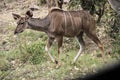 A female kudu grazing in the bush, Kruger National Park, South Africa. Royalty Free Stock Photo