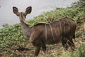 A female kudu grazing in the bush, Kruger National Park, South Africa. Royalty Free Stock Photo