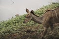 A female kudu grazing in the bush, Kruger National Park, South Africa. Royalty Free Stock Photo