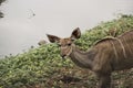 A female kudu grazing in the bush, Kruger National Park, South Africa. Royalty Free Stock Photo