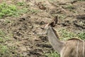 A female kudu grazing in the bush, Kruger National Park, South Africa. Royalty Free Stock Photo