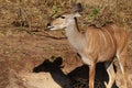 A female kudu with its tongue out after licking minerals from the mud in Botswana..