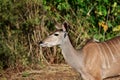 Female kudu looking alert, her head is raised and her ears are pricked.