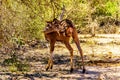 Female Kudu near Skukuza in Kruger National Park