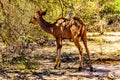 Female Kudu near Skukuza in Kruger National Park