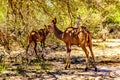 Female Kudu near Skukuza in Kruger National Park