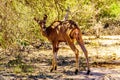 Female Kudu near Skukuza in Kruger National Park Royalty Free Stock Photo