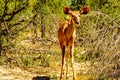 Female Kudu near Skukuza in Kruger National Park