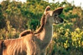 A female Kudu at sunset portrayed during a safari in the Hluhluwe - Imfolozi National Park, South africa