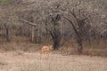 Female kudu